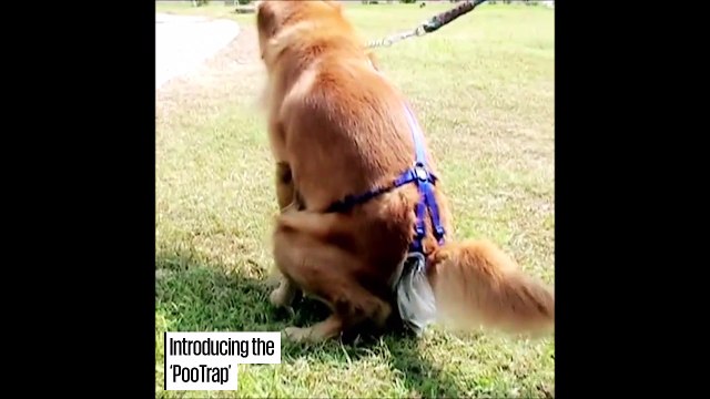 Ce petit accessoire est bien pratique pour les propriétaires de chien mais c'est un peu la honte aussi...