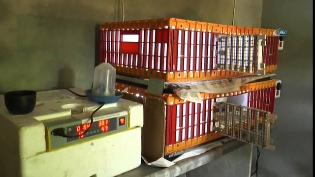 Doğa Dostu Muhtar Kuluçka Makinesinde Keklik Yetiştiriyor