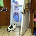 Top 10 Cats and dogs are just the best! So funny and cute | NTD Funniest