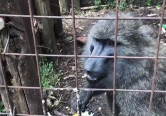 Chimp and Baboon Saved From Captivity in Rural Congo Village