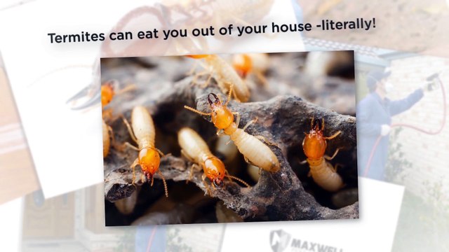 Maxwell Pest Solutions