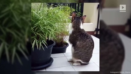 Adorable Two-Legged Cat Becomes Viral Sensation in Thailand