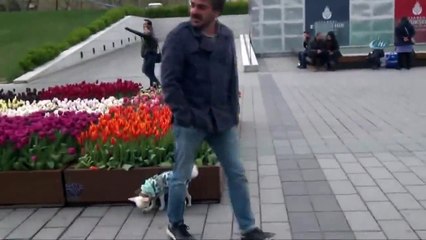 taksim'de çocuğunu tasma bağlayarak gezdiren kadın