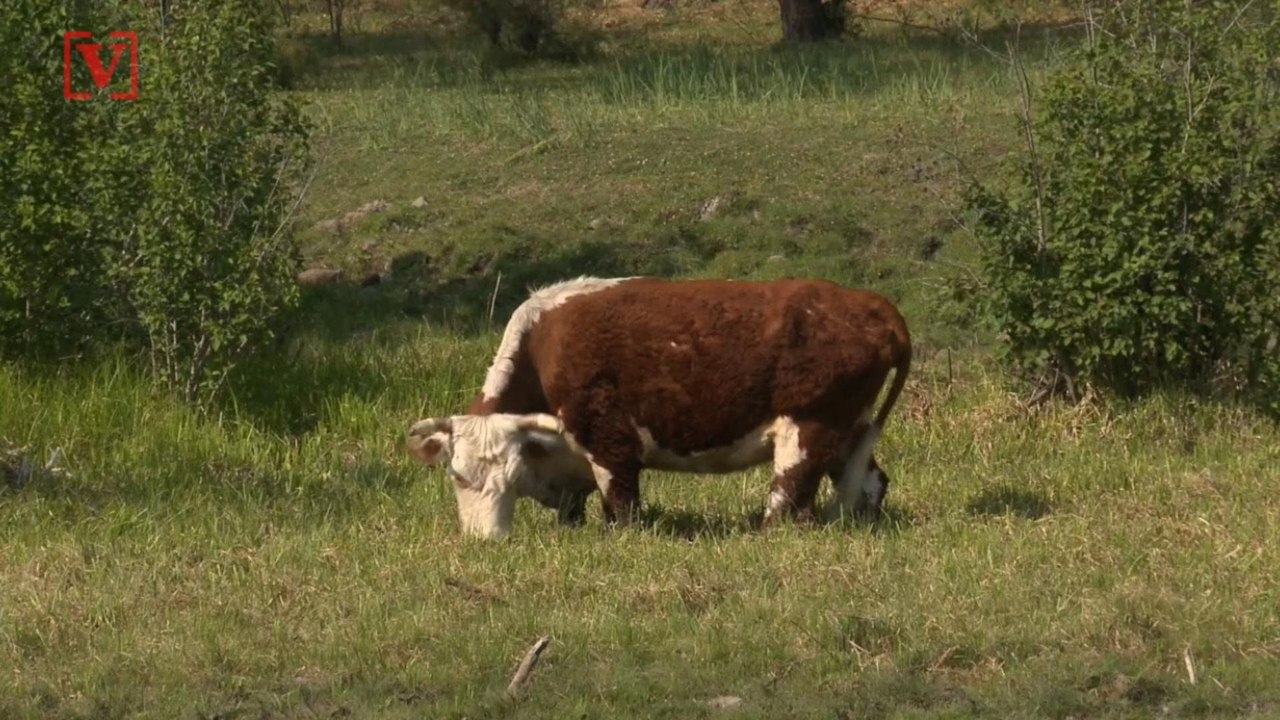 Scientists Think Cows Will Be the Largest Anima...