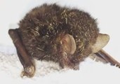 Tiny Golden-Tipped Bat Hungrily Laps Milk