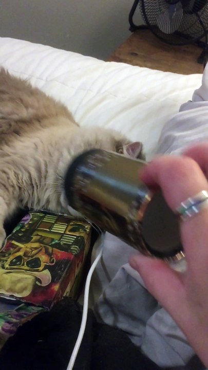 Kitty Goes CRAZY for Magic Box and Cylinder!