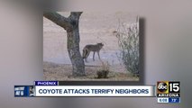Several Valley dogs have been attacked by coyotes right in their backyards recently
