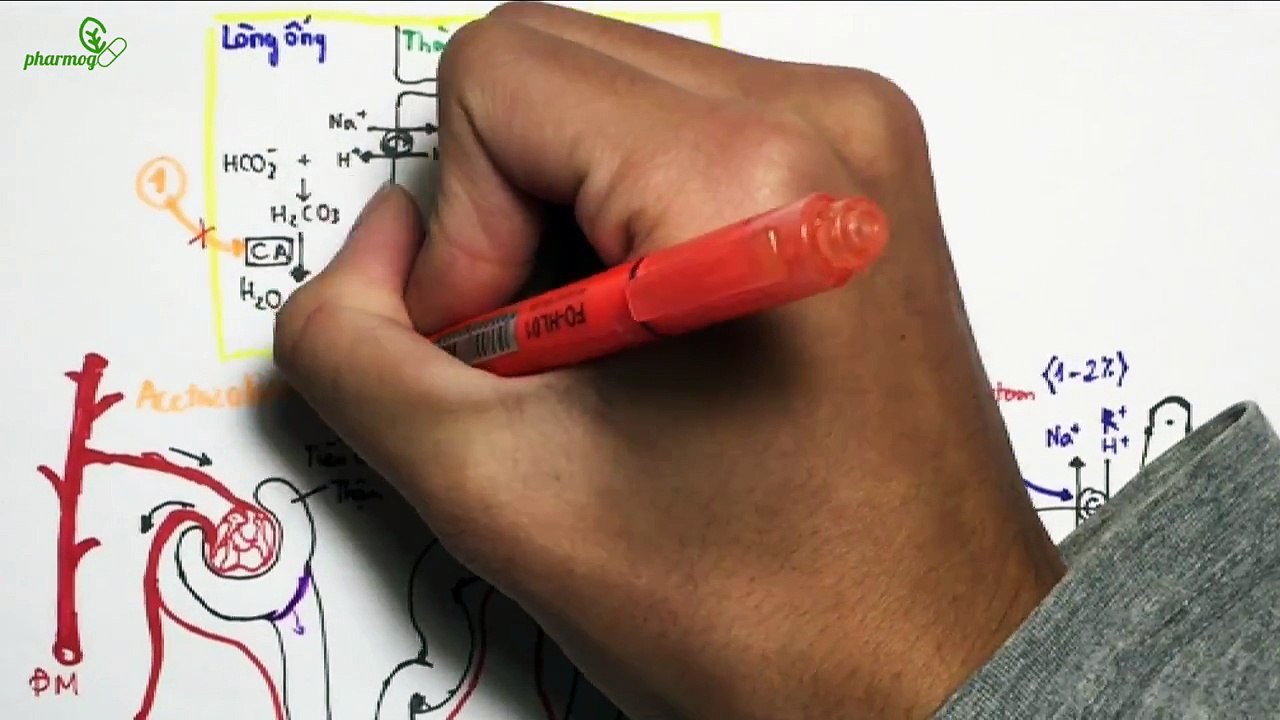 Duoc ly ve thuoc loi tieu - Pharmacology of diuretics