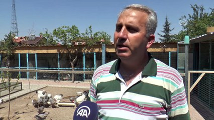 Emekli işçinin 'uluslararası süs tavuğu' tutkusu- KAYSERİ