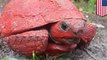 Florida tortoise found covered in red paint - TomoNews