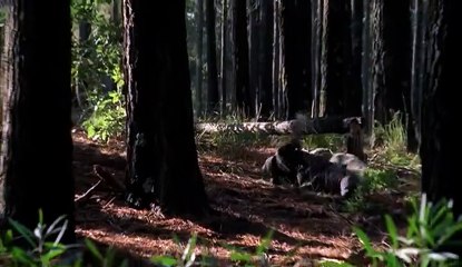 Pavement  2002  Dramucom avi   Pt 03