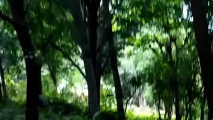 Real Life Dangerous Demon: Shocking Footage Caught!!