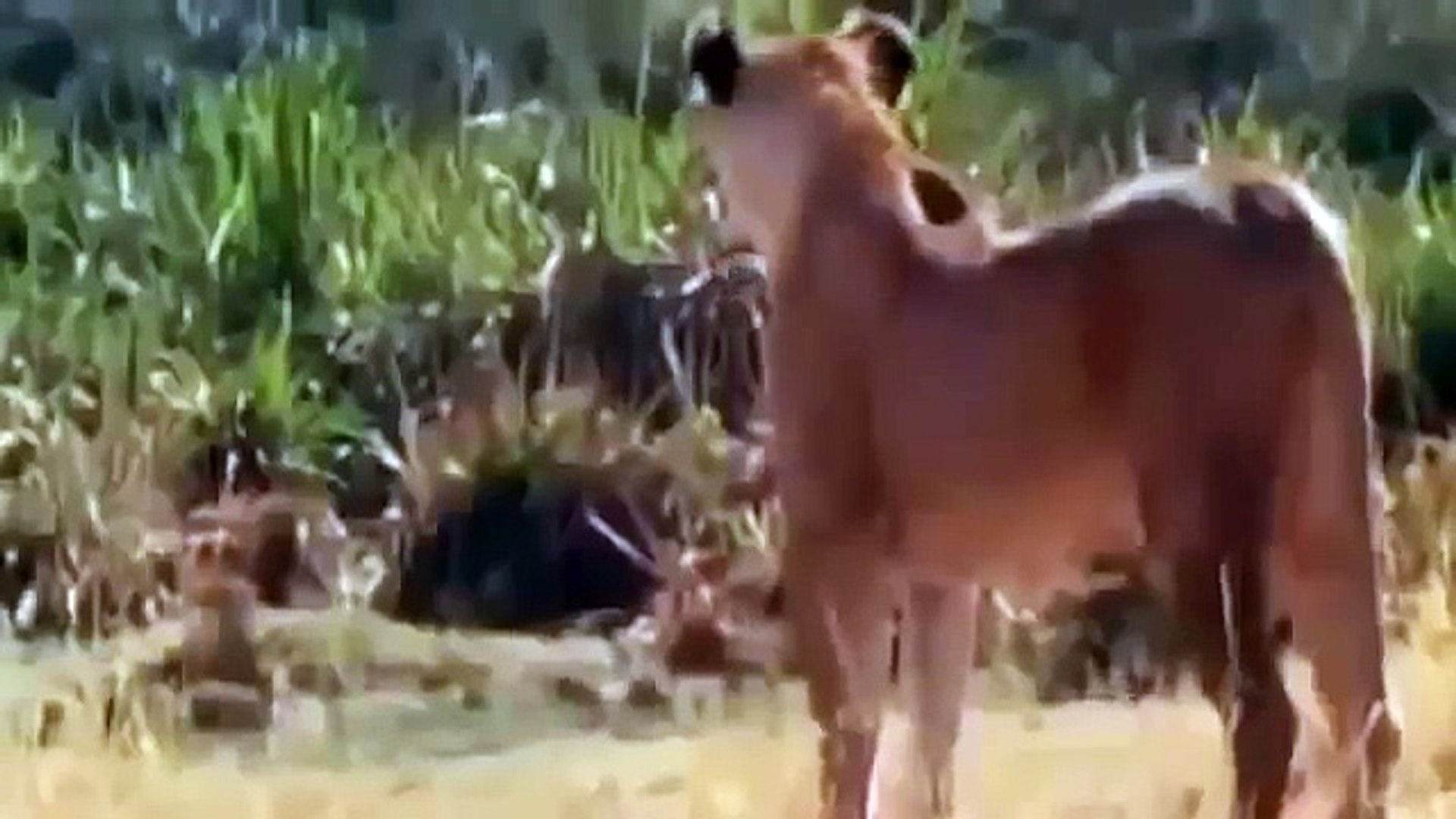 ⁣DOCUMENTALES DE ANIMALES ツ AFRICAN LION,THE LION,ANIMALES SALVAJES,AFRICA,DOCUMENTAL ,DOCUMENTARY