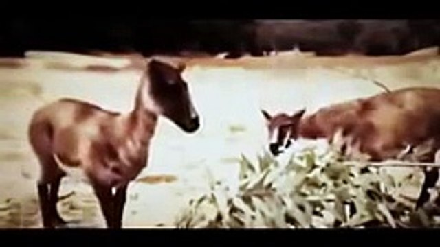 *DOCUMENTALES DE ANIMALES JABALÍ BESTIAL,DOCUMENTALES COMPLETOS EN ESPAÑOL,DOCUMENTALES,VIDEO