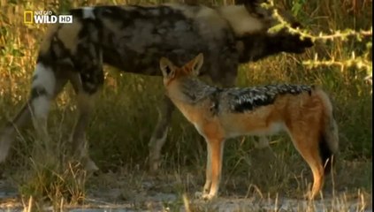 NATIONAL GEOGRAPHIC  La extraordinaria historia de un perro salvaje,ANIMALES SALVAJES,DOCUMENTALES