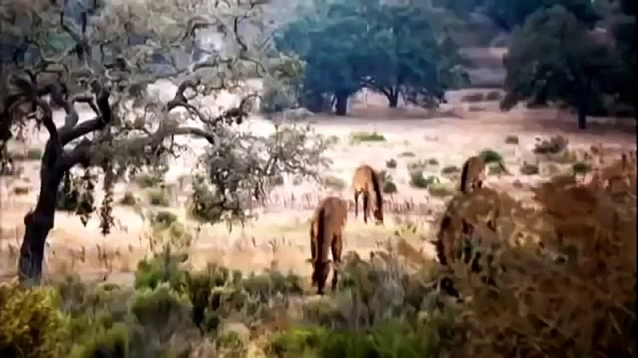 TOP DOCUMENTARIES  EL DIENTES DE SABLES, DOCUMENTARY,DISCOVERY,ANIMALES RAROS,ANIMALES PELIGROSOS