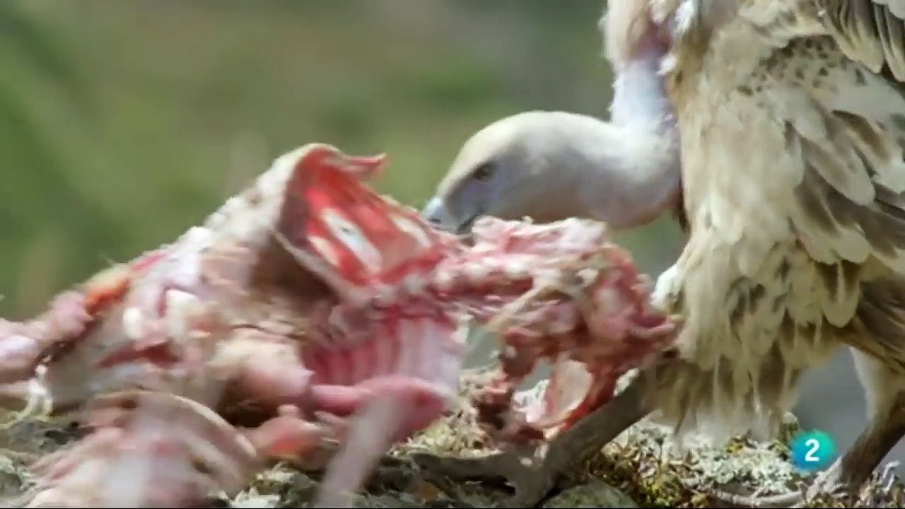 Documental Africa extrema 3- Las montañas Simien,ANIMALES  SALVAJES,AFRICA,documentales de animales