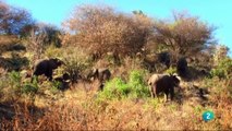 Documental El Serengueti la gran aventura africana,ANIMALES  SALVAJES,AFRICA,ANIMALES,DOCUMENTALES