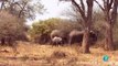 Documental Africa salvaje 1- Los elefantes de Mashatu,ANIMALES  SALVAJES,AFRICA,ELEFANTES,NATURALEZA