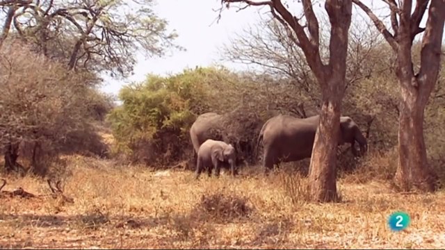 Documental Africa salvaje 1- Los elefantes de Mashatu,ANIMALES SALVAJES,AFRICA,ELEFANTES,NATURALEZA