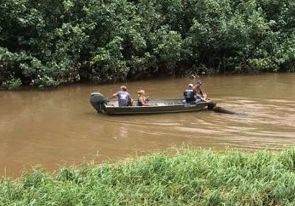 Surfer Laird Hamilton Saves Bison From Kauai Floods video Dailymotion