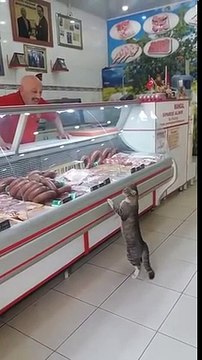Un chat fait ses courses chez le boucher