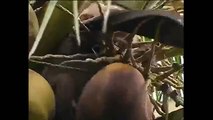 Watch A Monkey Trained On How To Harvest Coconuts!!!