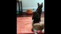 Mother Cat and Cute Kittens - Best Family Cats | Funny Videos