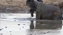Mother Elephant Defends Her Baby From Two Hippo - Elephants rescue Elephant Video ...