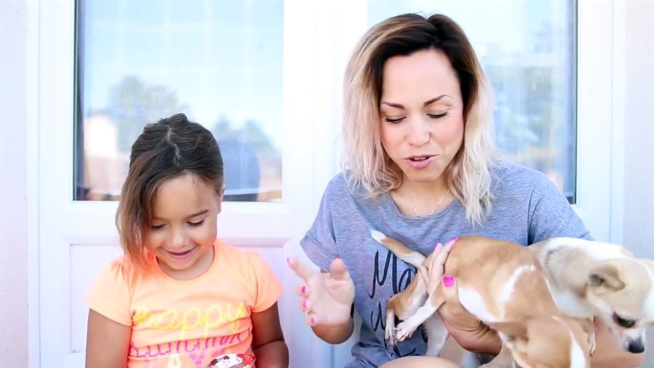 La WoufBox testée par nos Chihuahua ! Box pour chiens