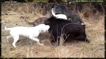 4 Hunting Dogs Attack A Lone Boar - So Amazing!