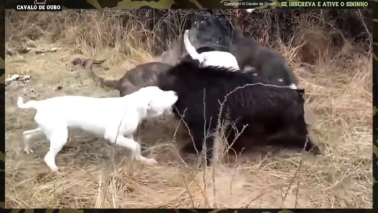 4 Hunting Dogs Attack A Lone Boar - So Amazing!