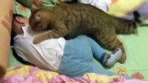 Cat Playing with Baby - Best of Cute Cats Love Babies Compilation - So Funny Part 3