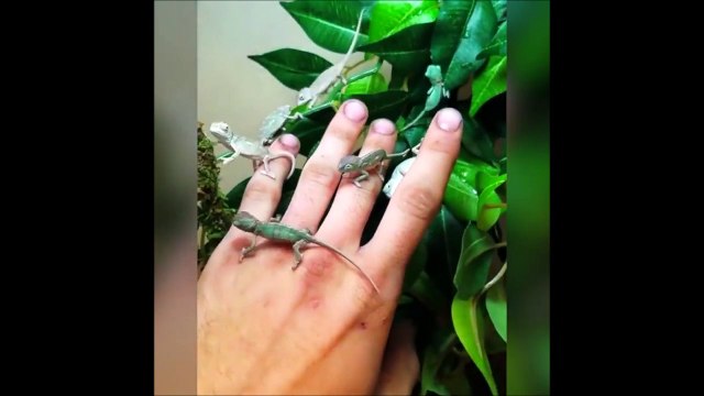 Quoi de plus adorable que des bébés caméléons... Trop mignon