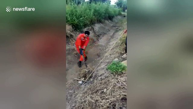 Snake catchers tug of war with massive python