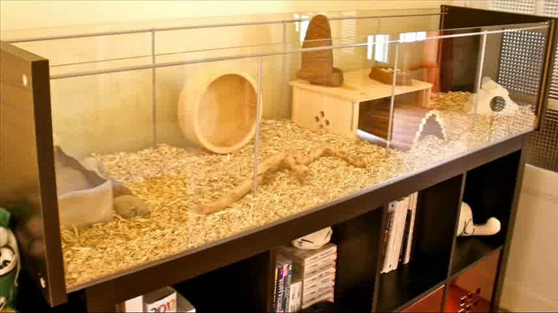 How to Make an Aquarium Into a Gerbil Cage - video Dailymotion