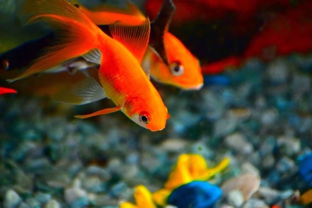 Les poissons les plus populaires en France