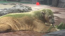 シンガポール動物園のイヌカに安楽死執行の危機 (Apr.20 2018)