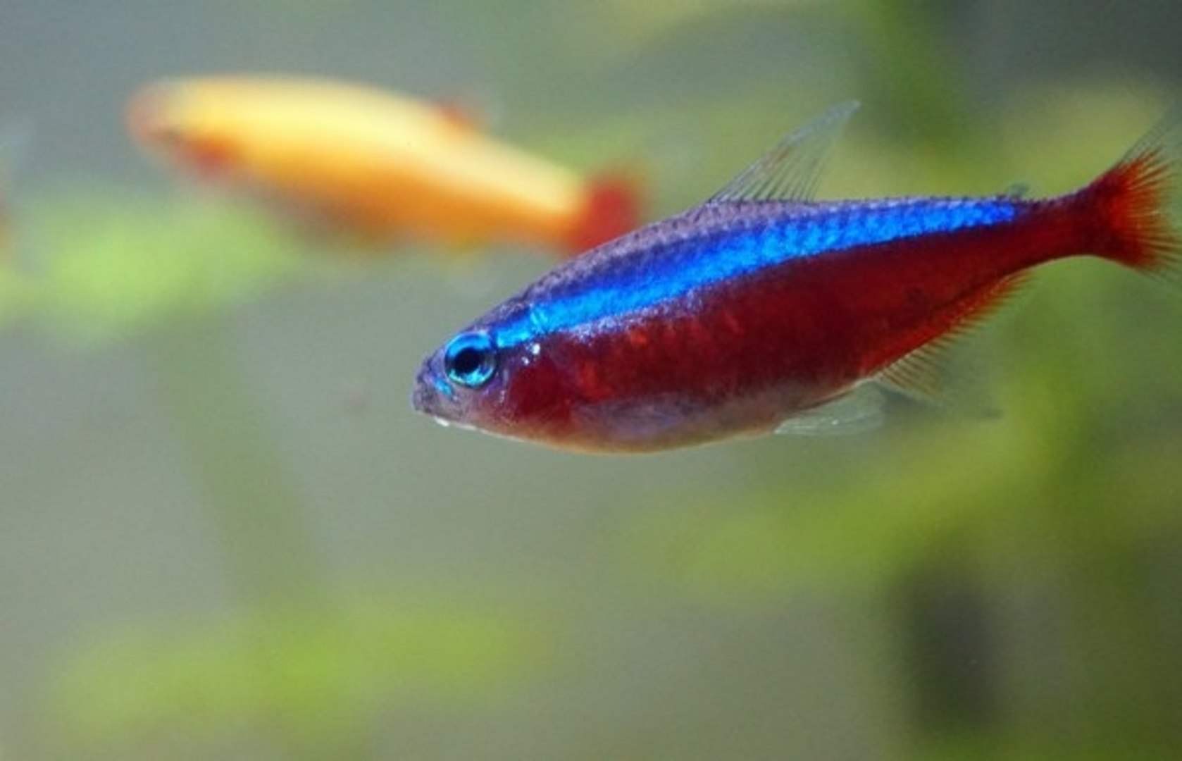 Tout Savoir Sur Le Poisson Néon Ou Le Néon Bleu