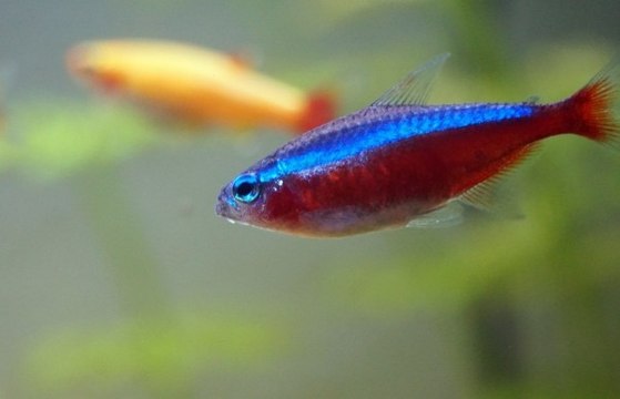 Tout savoir sur le poisson Néon ou le Néon bleu