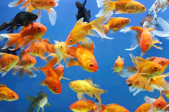 Tout savoir sur les poissons d’eau douce