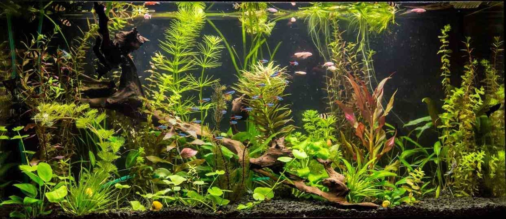 Tout savoir sur les plantes d'aquarium en eau douce