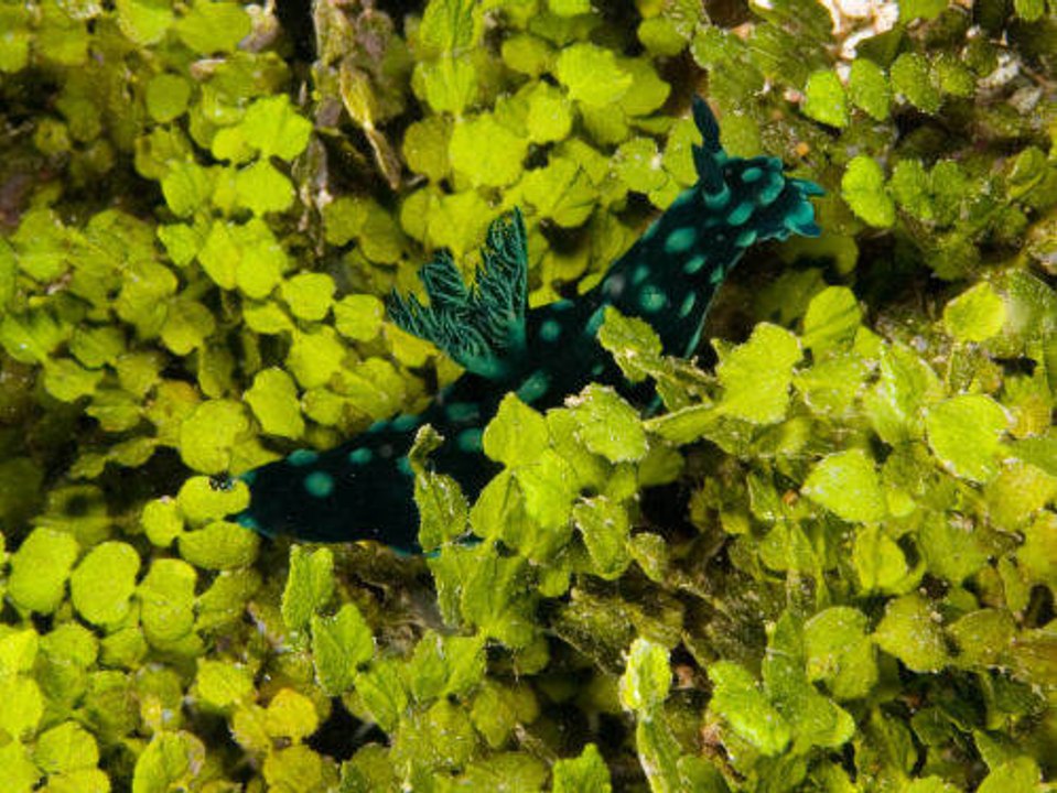 Tout savoir sur les plantes d'aquarium marines