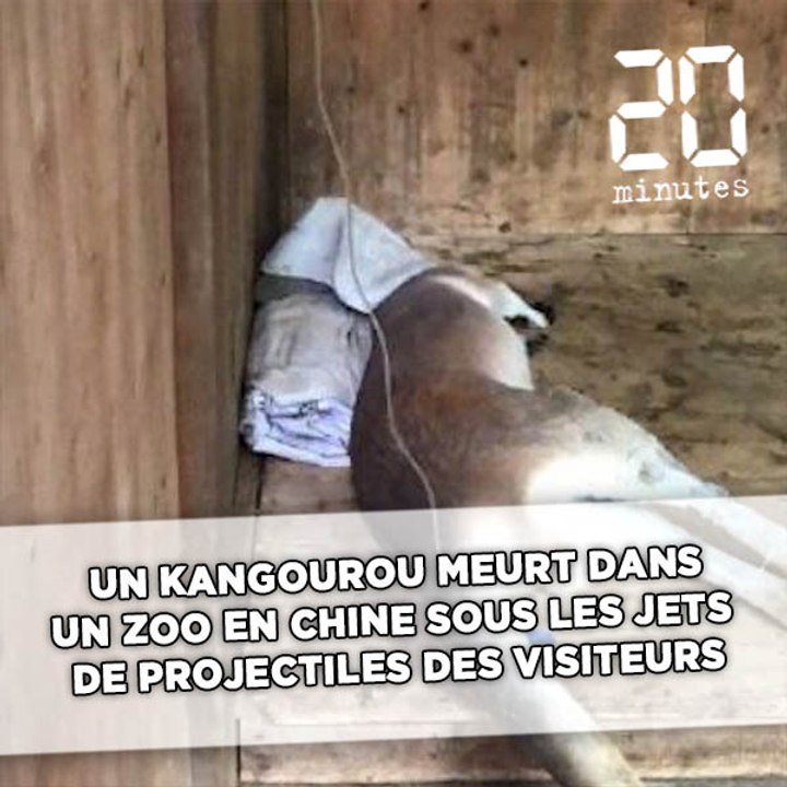Un kangourou meurt dans un zoo sous les jets de projectiles en Chine