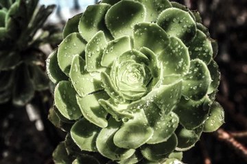 Quelles plantes pour mon terrarium ?