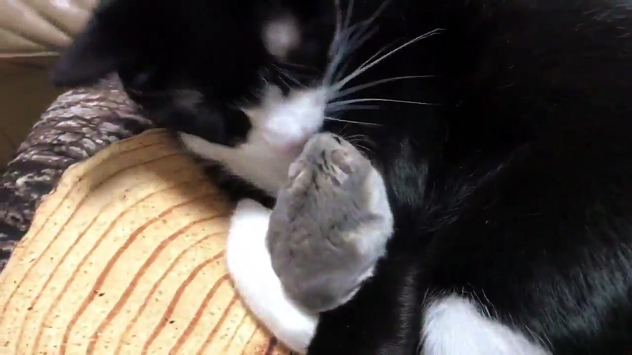 Un hamster dort dans les pates d'un chat