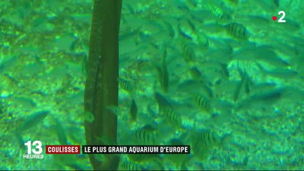 Boulogne-sur-Mer : Nausicaá, le plus grand aquarium d'Europe