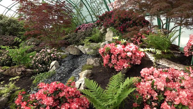 Les Serres royales de Laeken à nouveau ouvertes au public