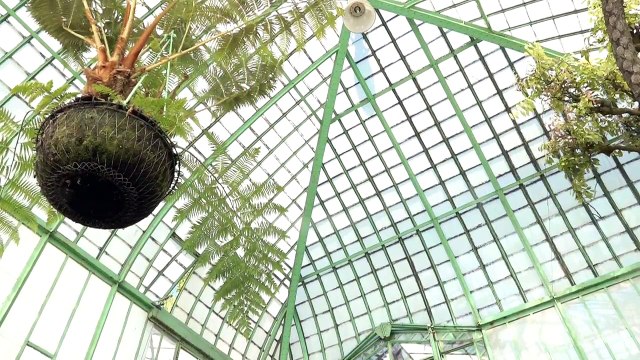 Les Serres royales de Laeken à nouveau ouvertes au public