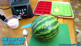 WATERMELON DOG TREAT How to make Frozen DIY Dog Treats | Snacks with the Snow Dogs 34